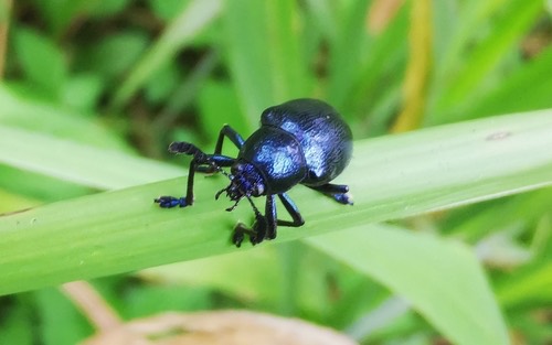Platycorynus peregrinus