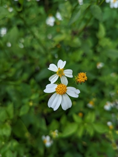 ปืนนกไส้ · Hairy Beggarticks · Bidens pilosa