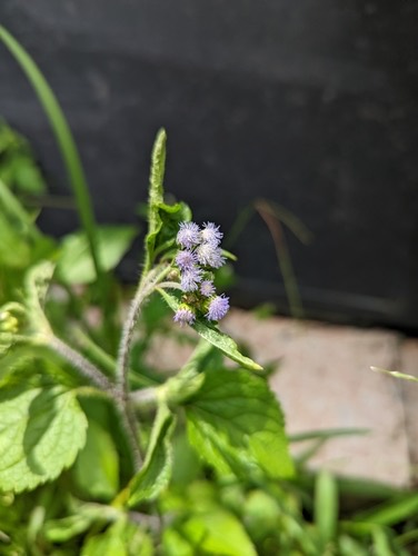 สาบแร้งสาบกา · billygoat weed · Ageratum conyzoides