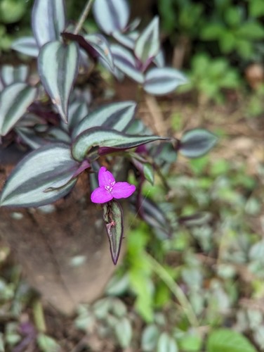 ก้ามปูหลุด · zebra plant · Tradescantia zebrina