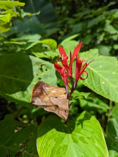 พุทธรักษากินหัว(สาคู) · Indian shot · Canna indica