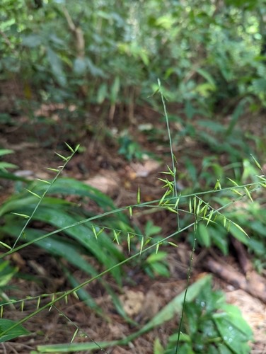 Sasagrass · Lophatherum gracile