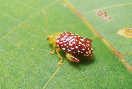 Asiophrida oblongoguttata