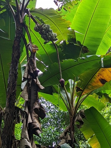 กล้วยหก · Yunnan banana · Musa itinerans