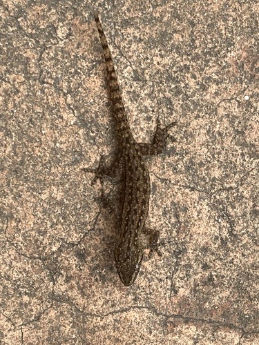 จิ้งจกบ้านหางหนาม · Asian House Gecko · Hemidactylus frenatus