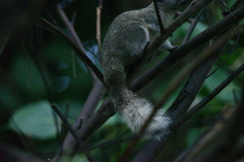 กระรอกหลากสี · Finlayson's Squirrel · Callosciurus finlaysonii
