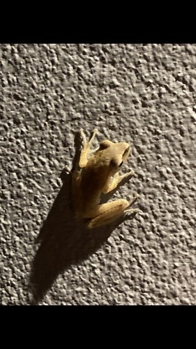 ปาดเหนือ · Spot-legged Tree Frog · Polypedates megacephalus