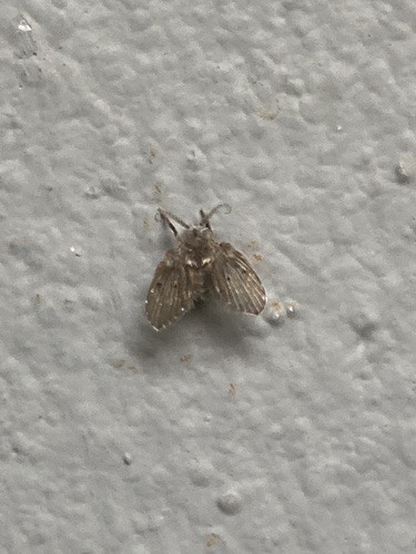 แมลงหวี่ขนจุดขาว · Bathroom Moth Fly · Clogmia albipunctata