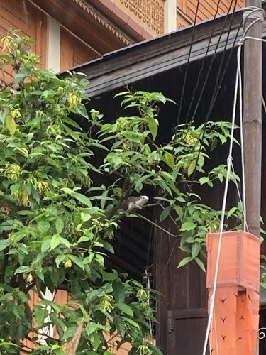 กระรอกหลากสี · Finlayson's Squirrel · Callosciurus finlaysonii
