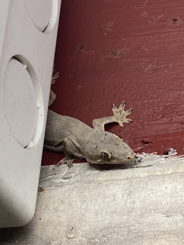 จิ้งจกบ้านหางแบน · Flat-tailed House Gecko · Hemidactylus platyurus