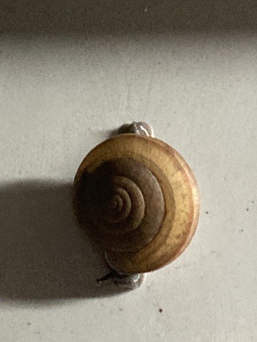 หอยทากสยาม · Siamese Common Snail · Sarika siamensis