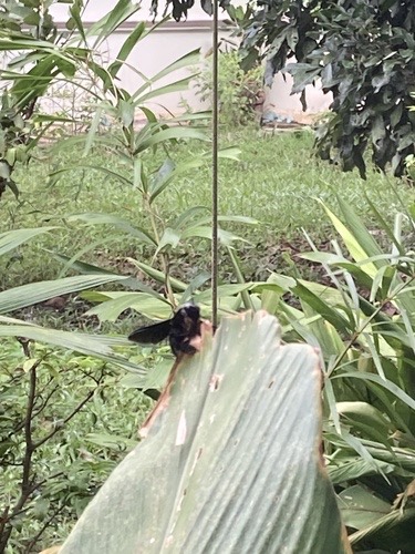 แมลงภู่ยักษ์แขนใหญ่ · Broad-handed Carpenter Bee · Xylocopa latipes