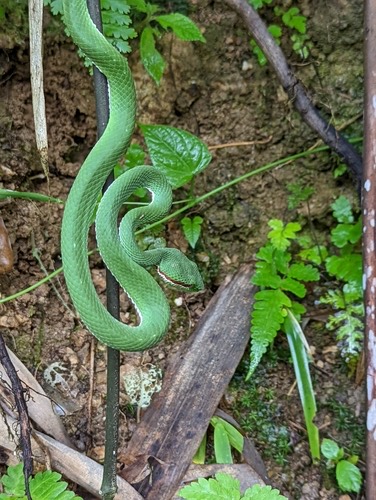 งูเขียวหางไหม้ท้องเขียวเหนือ · Lanna Green Pitviper · Trimeresurus lanna