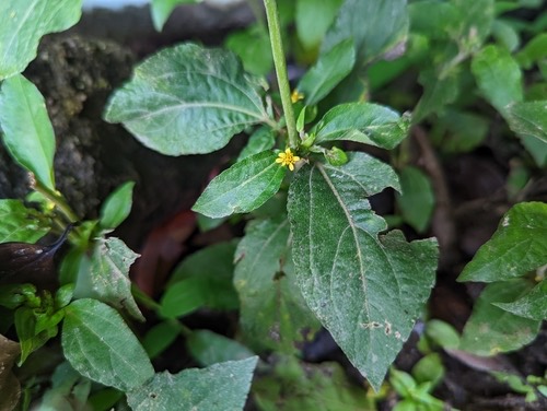 ผักแครด · Nodeweed · Synedrella nodiflora
