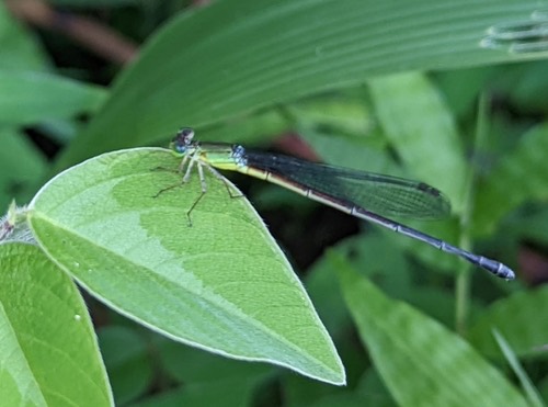 แมลงปอเข็มสีพื้นปลายดำ · Black-tailed Marsh Dart · Ceriagrion fallax