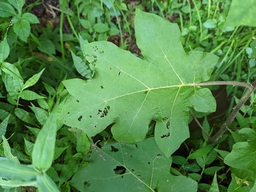 มะเขือพวง · Turkey Berry · Solanum torvum
