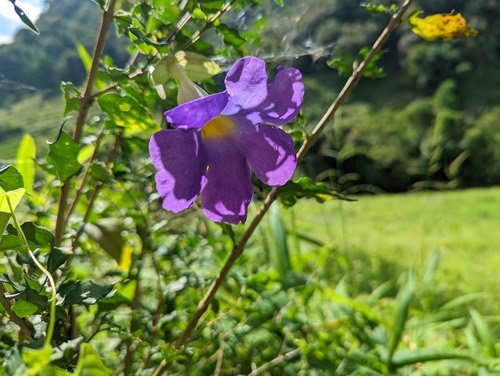 ช้องนาง · Bush Thunbergia · Thunbergia erecta