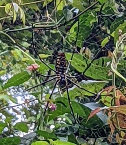 แมงมุมใยทองท้องขนาน · Giant Golden Orbweaver · Nephila pilipes