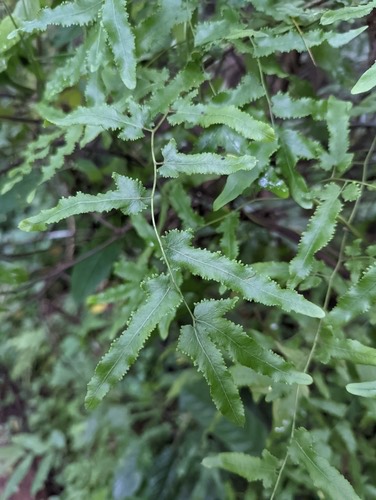 ลิเภาใหญ่ · Flexuose Climbing Fern · Lygodium flexuosum