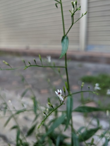 ฟ้าทะลายโจร · Green Chiretta · Andrographis paniculata