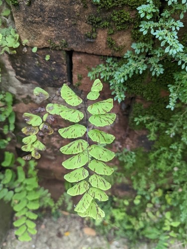 เฟิร์นก้านดำหางชิงช้า · Walking Maidenhair Fern · Adiantum philippense