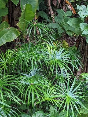กกรังกา · Umbrella Papyrus · Cyperus alternifolius