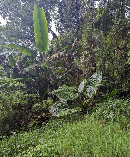กระดาด · giant taro · Alocasia macrorrhizos