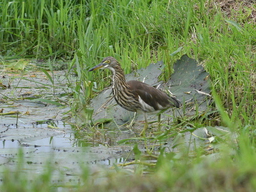 นกยางกรอกพันธุ์จีน · Chinese Pond-Heron · Ardeola bacchus