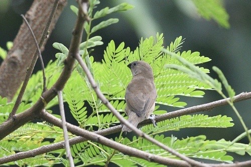 นกกระติ๊ดขี้หมู · Scaly-breasted Munia · Lonchura punctulata