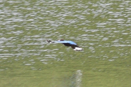 นกกะเต็นอกขาว · White-throated Kingfisher · Halcyon smyrnensis