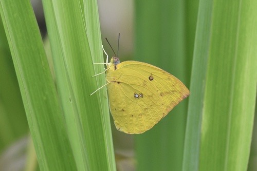 ผีเสื้อหนอนคูนธรรมดา · Lemon Migrant · Catopsilia pomona
