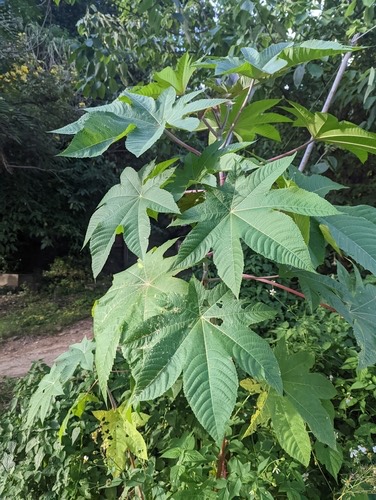 ละหุ่ง · castor bean · Ricinus communis