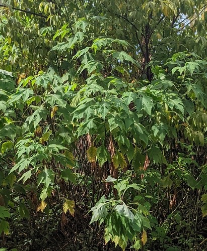 บัวตอง · Mexican sunflower · Tithonia diversifolia
