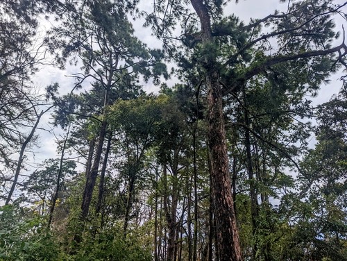 สนสามใบ · Khasi pine · Pinus kesiya
