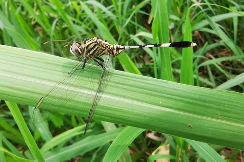 แมลงปอบ้านเสือลายเขียว · Slender Skimmer · Orthetrum sabina