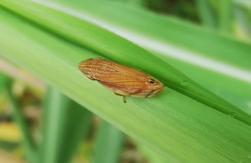 Clovia bipunctata