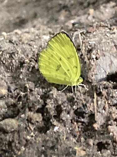 ผีเสื้อเณรสามจุด · Three-spotted Grass Yellow · Eurema blanda