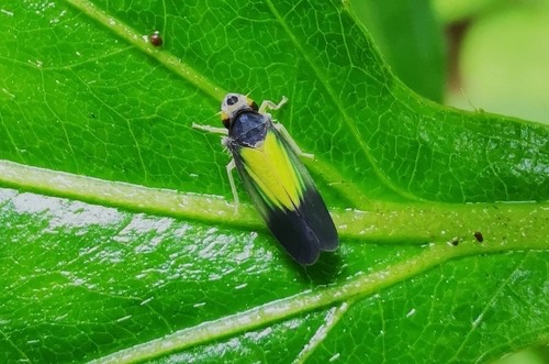 Diramus khaokus
