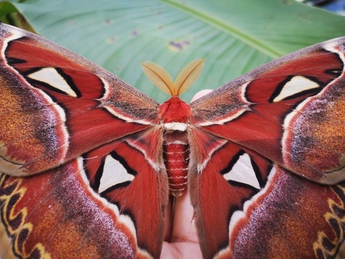 มอธหนอนกระท้อนยักษ์ · Atlas Moth · Attacus atlas