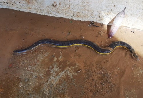 เขียดงูเกาะเต่า · Koh Tao Caecilian · Ichthyophis kohtaoensis
