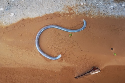 งูดินบ้าน · Brahminy Blindsnake · Indotyphlops braminus