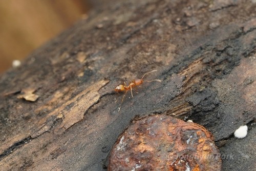 มดละเอียดบ้าน · Pharaoh Ant · Monomorium pharaonis