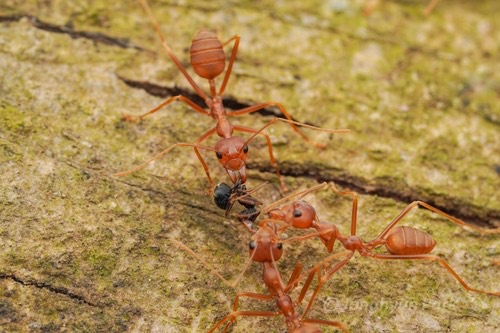 มดแดง · Asian Weaver Ant · Oecophylla smaragdina