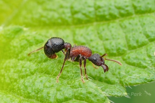 มดหลุม · Stictoponera bicolor