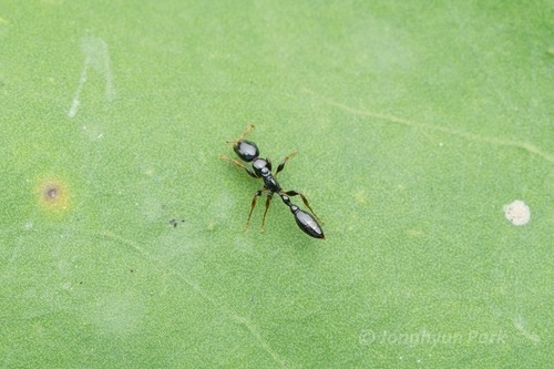 มดตะนอยดำเล็ก · Tetraponera allaborans