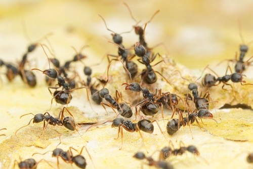 Dolichoderus affinis