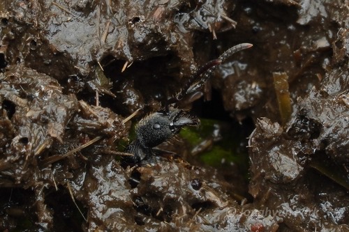 มดไอ้ชื่นดำ · Odontoponera denticulata