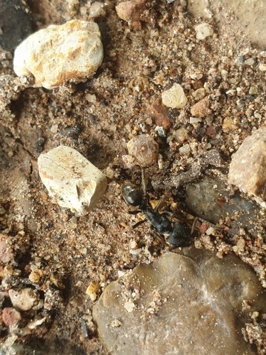 มดไอ้ชื่นดำ · Odontoponera denticulata