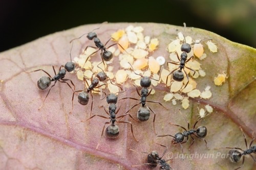 มดก้นห้อยธรรมดา · Cocoa Black Ant · Dolichoderus thoracicus