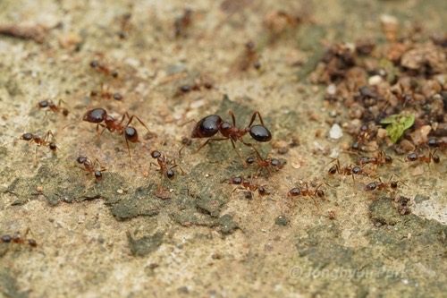 มดง่ามทุ่ง · Asian Marauder Ant · Carebara diversa
